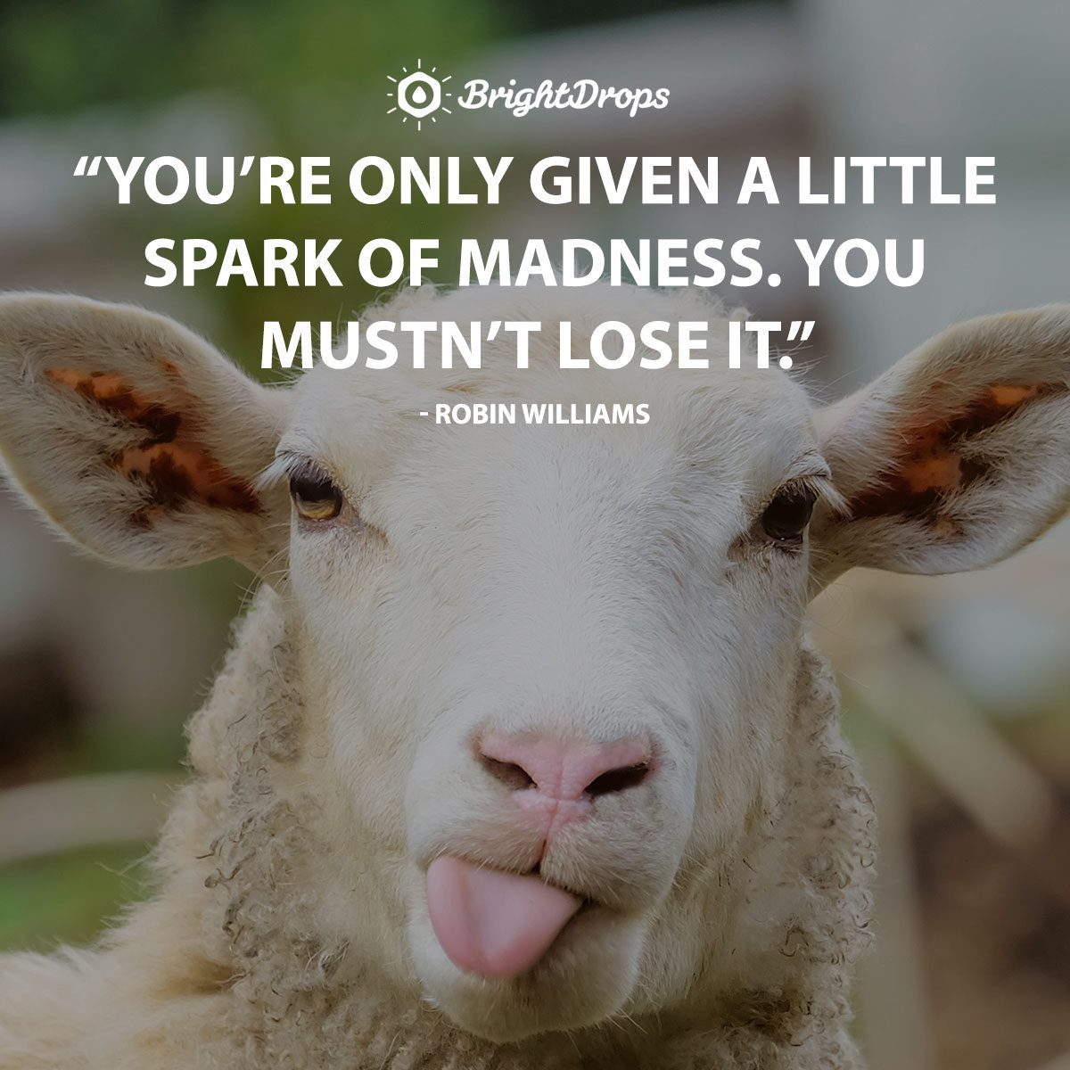 Inspirational quotes for funny Inspirational dog witty letterpile How To Start Investing In Stocks For Beginners