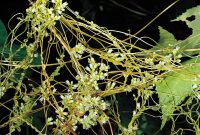 Mesophyte | plant | Britannica How To Boost Immune System With Diet And Lifestyle