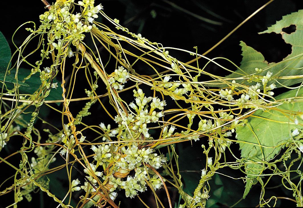 Mesophyte | plant | Britannica How To Boost Immune System With Diet And Lifestyle